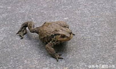 三足蟾蜍什麼寓意(三足蟾是動物嗎)-第1張圖片 三足蟾蜍什麼寓意(三足蟾是動物嗎)-第1張圖片